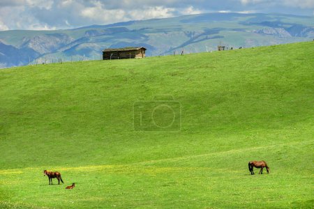 Téléchargez les photos : Qiongkushtai dans le Xinjiang, un petit village kazakh qui a une vaste prairie et tranquillement chevaux et moutons. - en image libre de droit