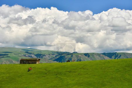 Téléchargez les photos : Qiongkushtai dans le Xinjiang, un petit village kazakh qui a une vaste prairie et tranquillement chevaux et moutons. - en image libre de droit