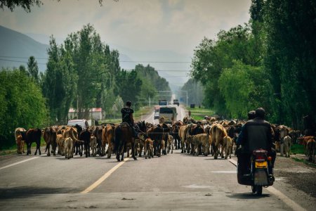 Photo for Rural scene near Swan Lake Reserve in Bayinbulak, Xinjiang - Royalty Free Image