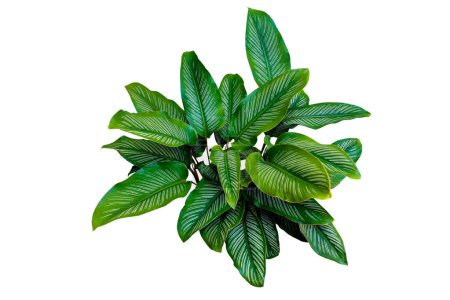 Téléchargez les photos : Calathea ornata (Pin-stripe Calathea) Plante feuilletée tropicale populaire plante d'intérieur isolée sur fond blanc - en image libre de droit
