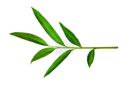 Téléchargez les photos : Hedychium coronarium, feuilles vertes et branches ont des propriétés médicinales et sont isolées sur fond blanc avec un chemin de coupe - en image libre de droit