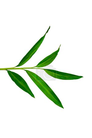 Téléchargez les photos : Plante tropicale verte aux feuilles de gingembre blanc isolée sur fond blanc, chemin de coupe inclus - en image libre de droit