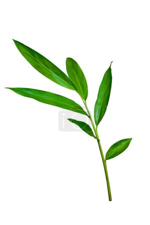Téléchargez les photos : Feuilles vertes de gingembre blanc (Hedychium coronarium), plante de la forêt tropicale isolée sur fond blanc avec chemin de coupe - en image libre de droit
