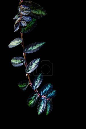 Photo for Pellionia repens (wavy watermelon begonia) ivy green foliage decorative plant isolated on black background with clipping path - Royalty Free Image