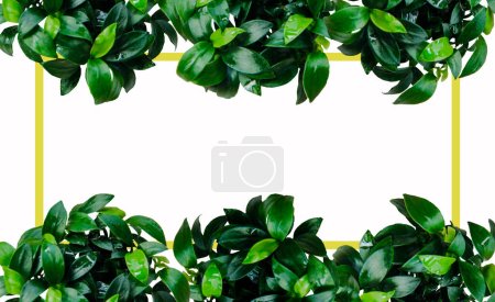 Dunkelgrüne Anubien Laub Wasserpflanzen Rahmen Rand mit gelbem Rahmen auf weißem Hintergrund