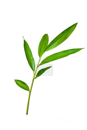 Téléchargez les photos : Feuille de gingembre vert plante de la forêt tropicale isolé sur fond blanc avec chemin de coupe - en image libre de droit