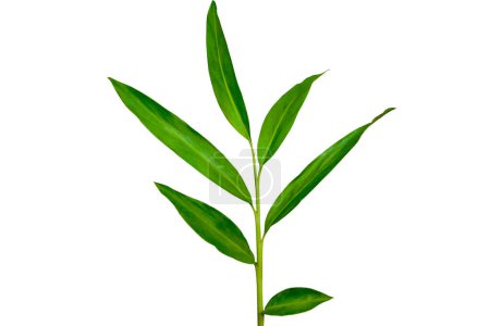 Téléchargez les photos : Plante tropicale vert foncé feuilles de gingembre blanc (Hedychium coronarium) isolées sur fond blanc, chemin de coupe inclus - en image libre de droit