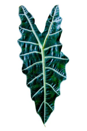 Téléchargez les photos : Single of Dark green alocasia amazonica sanderiana (Alocasia African Mask) leaves, houseplant texture leaf isolated on white background, clipping path included - en image libre de droit