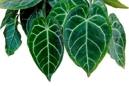 Téléchargez les photos : Gros plan de feuilles de plantes tropicales Anthurium Clarinervium en forme de cœur avec un beau motif de dentelle isolé sur fond blanc avec un chemin de coupe - en image libre de droit