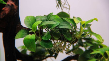 Grünes Laub exotische Anubien Pflanze beliebte Wasserpflanze im Fischaquarium