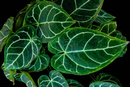 Téléchargez les photos : Gros plan belles feuilles Anthurium Clarinervium (Anthurium crystallinum) plante d'intérieur tropicale populaire isolée sur fond noir avec chemin de coupe - en image libre de droit