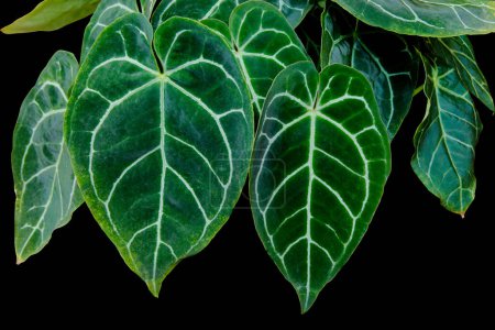 Téléchargez les photos : Gros plan des feuilles de plantes tropicales Anthurium Clarinervium en forme de cœur avec un beau motif de dentelle isolé sur fond noir avec un chemin de coupe - en image libre de droit