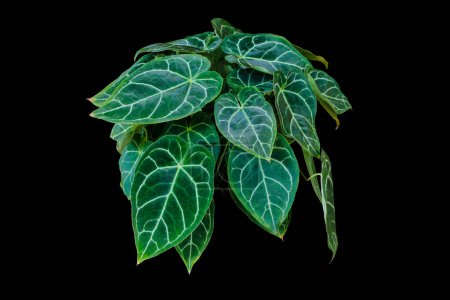 Téléchargez les photos : Feuilles vert foncé en forme de coeur d'Anthurium Clarinervium plante d'intérieur tropicale isolée sur fond noir avec chemin de coupe - en image libre de droit