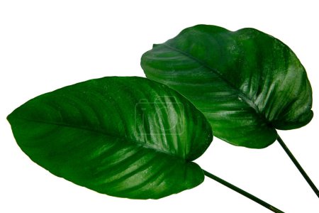 Téléchargez les photos : Gros plan des plantes Anubias Broad Leaf isolées sur fond blanc avec chemin de coupe - en image libre de droit