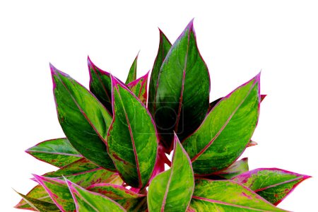 Photo for Aglaonema Siam Aurora (Aglaonema lipstick) leaves isolated on white background with a clipping path - Royalty Free Image