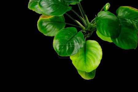 Téléchargez les photos : Feuilles vert foncé d'Anubias barteri Round Coin plante d'aquarium tropical isolée sur fond noir avec chemin de coupe - en image libre de droit