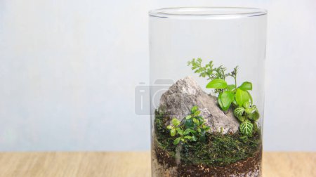 Glasvasenterrarium mit Wasserpflanzen, Bucephalandra, Fittonia green, Anubien golden und dekorativen Steinen, die einen Miniatur-Zen-Garten mit Kopierraum schaffen