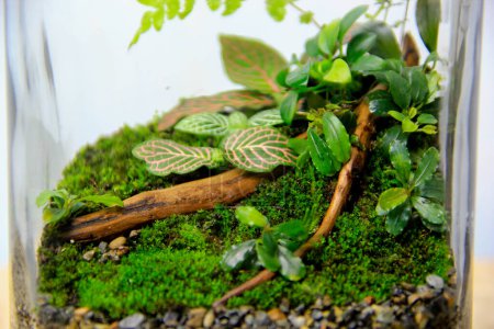 Lush terrarium with nerve plant, fittonia, anubias, bucephalandra, and fern in a decorative glass container