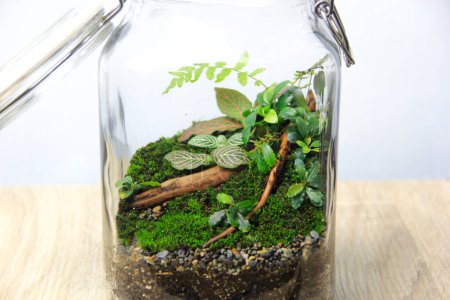 Miniaturterrarium mit Moos, Farnen, Treibholz und Steinen im dekorativen Glasgefäß