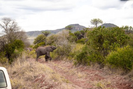 Téléchargez les photos : Eine Elefantenherde im Fokus in der Savanne Afrikas. Portrt einiger Elefanten in einer Landschaftsaufnahme. Safari im Tsavo-Nationalpark, Kenia - en image libre de droit