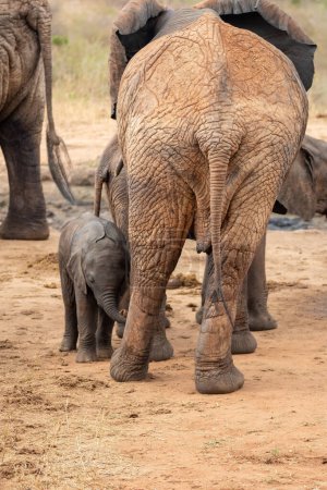 Foto de Eine Elefantenherde mit Klbern un einer Wasserstelle. Das Kalb sucht Schutz bei seiner Mutterkuh. Die roten Elefanten der afrikanischen Savanne. Landschaftsaufnahme einer Safari im Tsavo Nationalpark, Kenia - Imagen libre de derechos