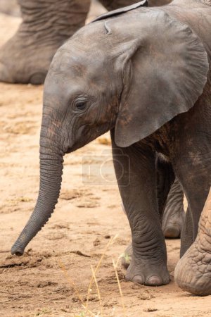 Eine Elefantenherde mit Klammern an einer Wasserstelle. Das Kalb sucht Schutz bei seiner Mutterkuh. Die roten Elefanten der afrikanischen Savanne. Landschaftsaufnahme einer Safari im Tsavo Nationalpark, Kenia