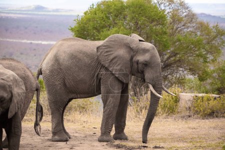 Photo for Ein Elefant in einer Elefantenherde im Fokus. Die Savanne Afrikas. Portrt eines Elefanten in einer Landschaftsaufnahme. Safari im Tsavo-Nationalpark, Kenia - Royalty Free Image