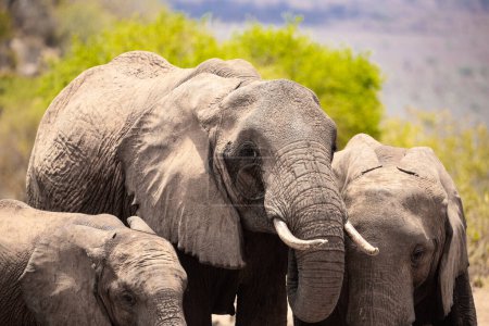 Photo for Ein Elefant in einer Elefantenherde im Fokus. Die Savanne Afrikas. Portrt eines Elefanten in einer Landschaftsaufnahme. Safari im Tsavo-Nationalpark, Kenia - Royalty Free Image