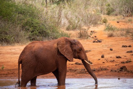 Foto de Ein Elefant im Fokus am Wasserloch in der Savanne von Afrika. Portrt eines Elefanten in einer Landschaftsaufnahme. Safari im Tsavo-Nationalpark, Kenia - Imagen libre de derechos