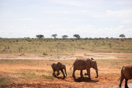Téléchargez les photos : Eine Elefantenherde im Fokus in der Savanne Afrikas. Portrt einiger Elefanten in einer Landschaftsaufnahme. Safari im Tsavo-Nationalpark, Kenia - en image libre de droit