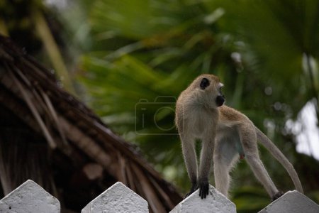 Photo for Shameless gang of monkeys in hotel in kenya monbasa. Ancient monkeys of the world, dry monkeys of the genus Chlorocebus, vervete monkeys, with babies leaving the hotel on a rainy day. - Royalty Free Image