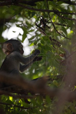 Foto de Pequeño mono en el árbol buscando fruta. Pequeño animal lindo sentado en el árbol, monos, Mombasa, Kenia África - Imagen libre de derechos