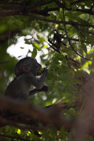 Téléchargez les photos : Petit singe dans l'arbre à la recherche de fruits. Petit animal mignon assis dans l'arbre, singes, Mombasa, Kenya Afrique - en image libre de droit