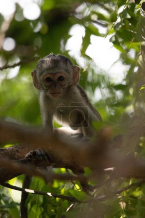 Photo for Little monkey in the tree looking for fruit. Small cute animal sitting in tree, monkeys, Mombasa, Kenya Africa - Royalty Free Image