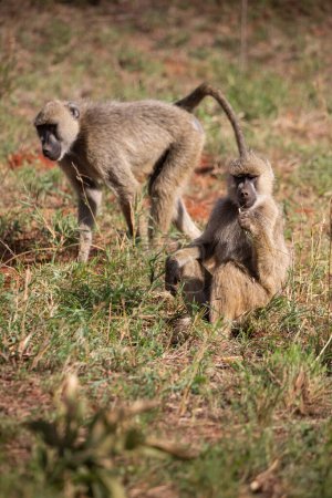 Téléchargez les photos : Gang sans vergogne de singes à l'hôtel Kenya Monbasa. Singes anciens du monde, singes secs du genre Chlorocebus, singes vervete, avec des bébés quittant l'hôtel un jour de pluie. - en image libre de droit