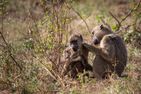 Foto de Pandilla de monos desvergonzados en un hotel en Kenya Monbasa. Monos antiguos del mundo, monos secos del género Chlorocebus, monos vervete, con bebés saliendo del hotel en un día lluvioso. - Imagen libre de derechos