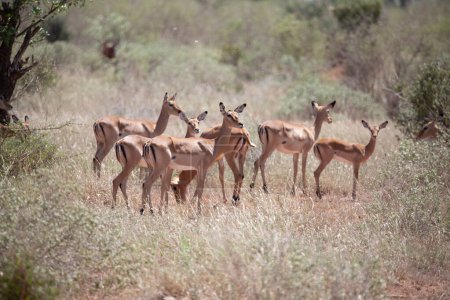 Téléchargez les photos : Un troupeau de gazelles bruisse tôt le matin la savane dans un parc national, photographié lors d'un safari au Kenya Afrique - en image libre de droit