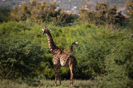 Foto de Giraffidae, Giraffa camelopardalis. Jirafa, en sabana, en safari en el Parque Nacional Tsavo, Kenia. hermoso paisaje - Imagen libre de derechos