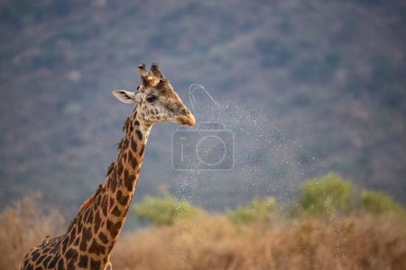 Photo for Giraffidae, Giraffa camelopardalis. Giraffe, in savanna, on safari in Tsavo National Park, Kenya. Giraffe at the water level and drinking - Royalty Free Image