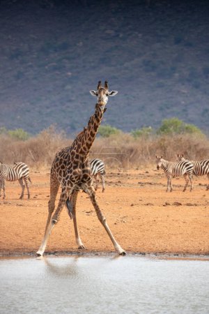 Photo for Giraffidae, Giraffa camelopardalis. Giraffe, in savanna, on safari in Tsavo National Park, Kenya. Giraffe at the water level and drinking - Royalty Free Image