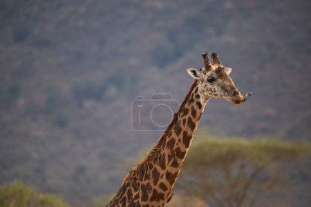 Foto de Giraffidae, Giraffa camelopardalis. Jirafa, en sabana, en safari en el Parque Nacional Tsavo, Kenia. hermoso paisaje - Imagen libre de derechos