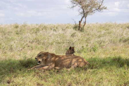 Foto de Una familia de leones con sus torniquetes fotografiados en Kenia, África en un safari a través de la sabana de los parques nacionales. Fotos de una unidad de juego de la mañana - Imagen libre de derechos