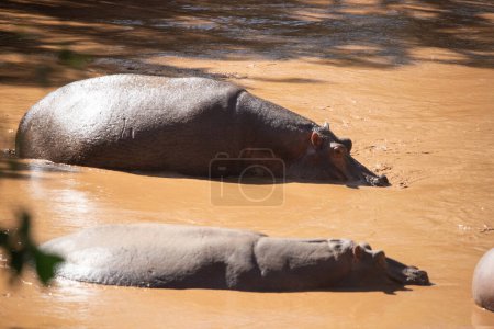 Photo for Hippopotamus in the water. Hippos in Kenya cool off in a river. Safari photos in Africa - Royalty Free Image