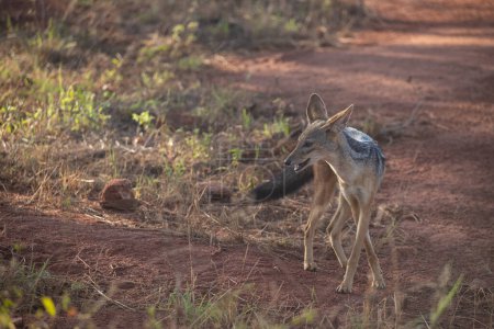 Téléchargez les photos : Chiens sauvages en safari, Kenya, Afrique - en image libre de droit