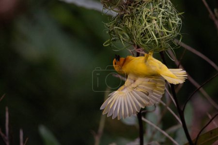 Foto de Pájaro tejedor, pinzón wida, pájaro paseriforme, paseriformes construyen sus nidos en tierra firme. Tome Safari en Kenia. pájaro amarillo - Imagen libre de derechos