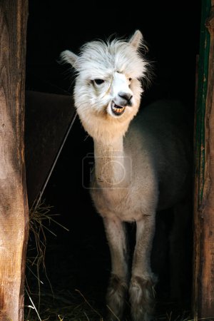 Photo for Funny white alpaca portrait in his stable in Hungary at Lake Balaton - Royalty Free Image