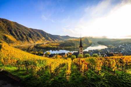 The Moselle loop, a beautiful river in Germany, makes a 180 degree loop. with vineyards and a great landscape and lighting in the morning
