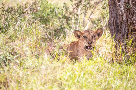 Foto de Una familia de leones con sus cachorros, Fotografiados en Kenia, África en un safari a través de la sabana de los parques nacionales. Fotos de una unidad de juego de la mañana - Imagen libre de derechos