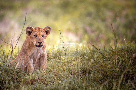 Foto de Lindos cachorros de león en safari en la estepa de África jugando y descansando. Un gran gato en la sabana. El mundo animal salvaje de Kenia. Fotografía de vida silvestre de bebés pequeños y niños - Imagen libre de derechos