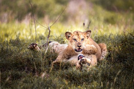 Słodkie małe lwiątka na safari w stepie Afryki gry i odpoczynku. Wielki kot w sawannie. Świat dzikich zwierząt Kenii. Fotografia dzikich zwierząt małych dzieci i dzieci
